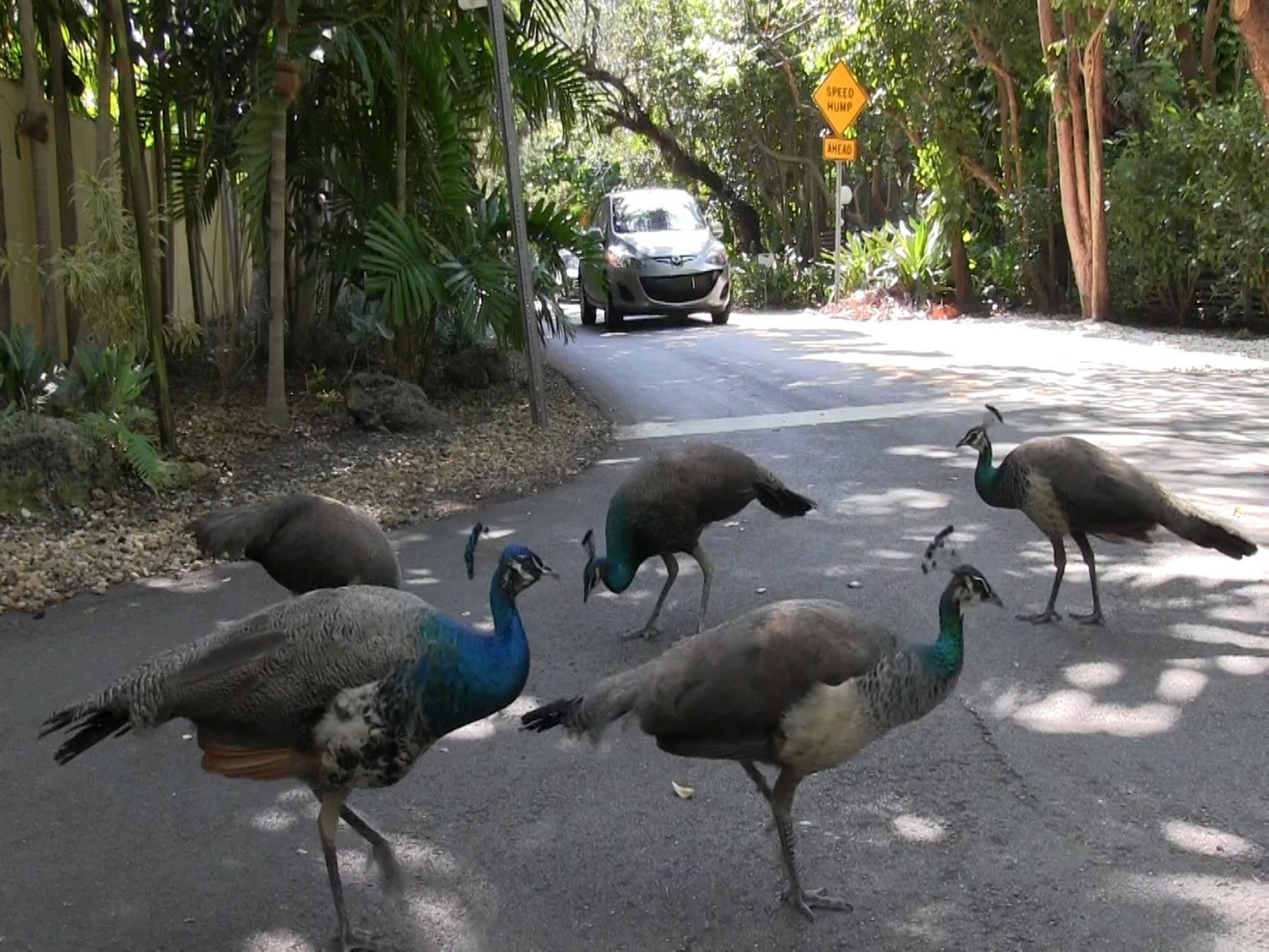ODD Peacock Removal